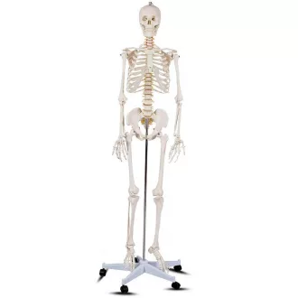 Model schelet anatomic uman cu suport