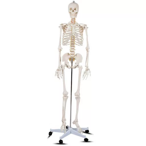 Model schelet anatomic uman cu suport