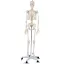 Model schelet anatomic uman cu suport