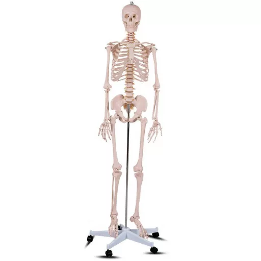 Model schelet anatomic uman cu suport