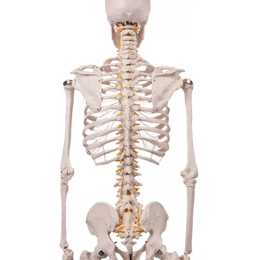 Model schelet anatomic uman cu suport