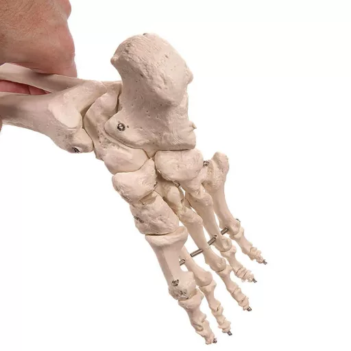 Model schelet anatomic uman cu suport