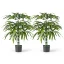 Plante artificiale din bambus de 1m, set de 2
