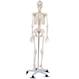 csontváz modell