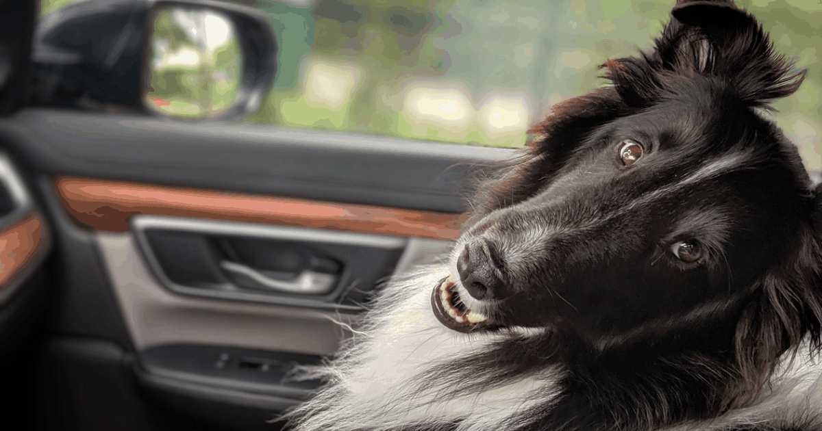 Transportul cainilor - sfaturi si trucuri