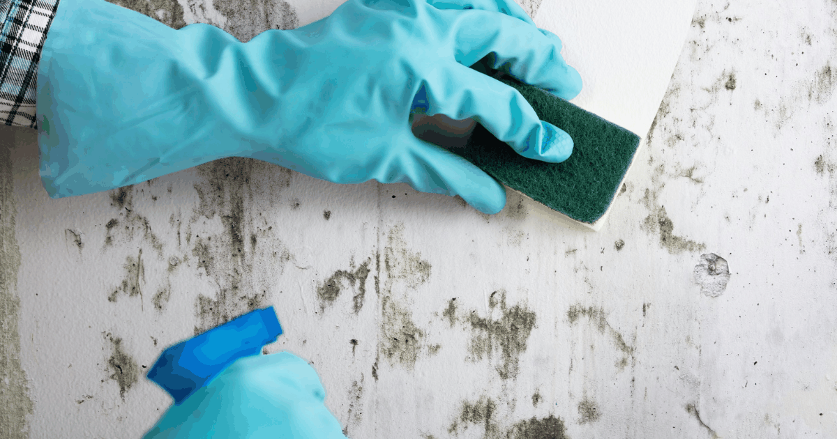 Indepeartarea mucegaiului in mod simplu acasa