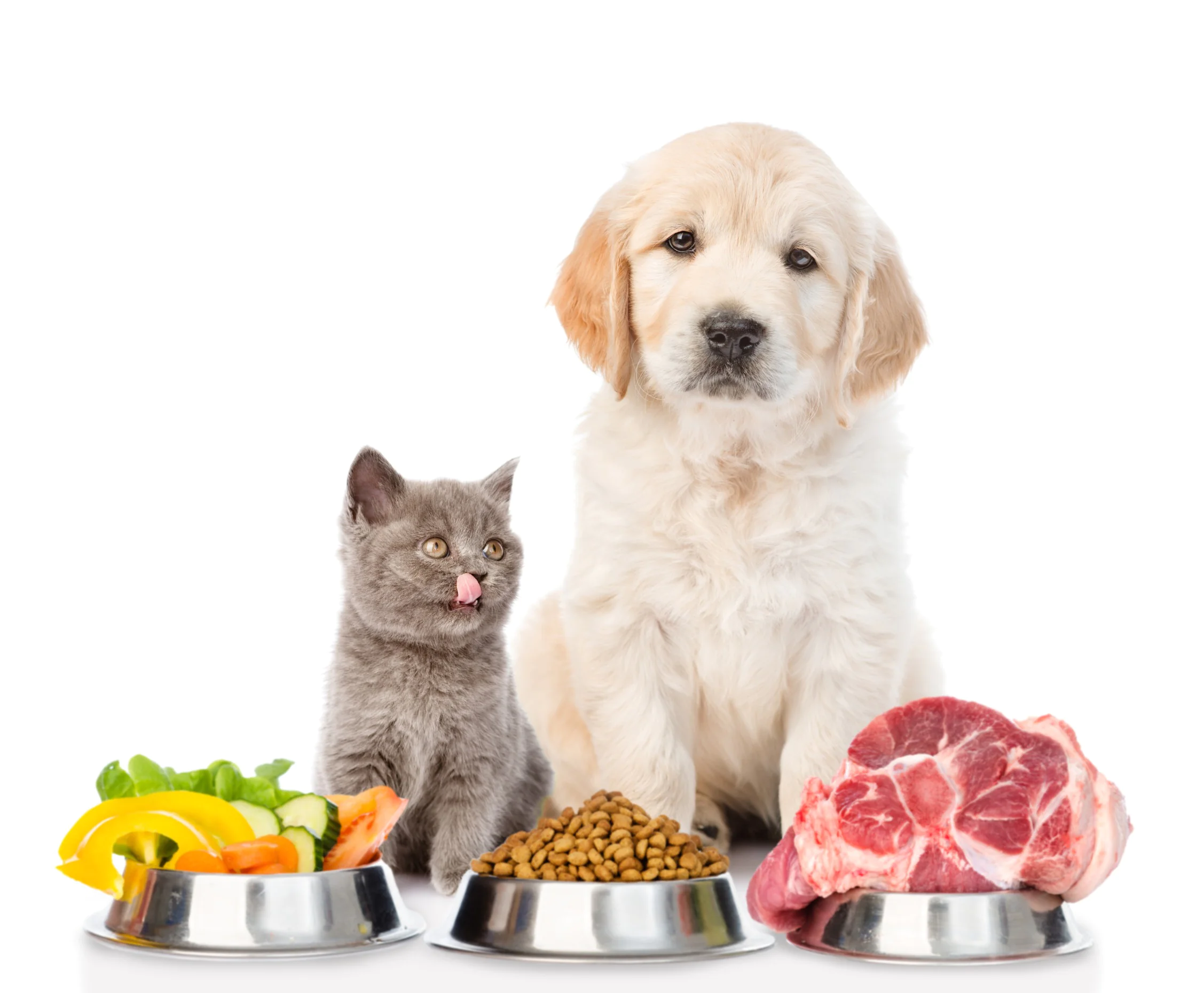 alimentatie sanatoasa pentru animale de companie