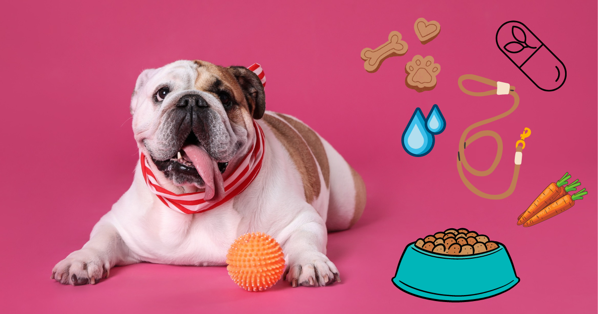 Cum sa mentineti in forma animalul de companie?